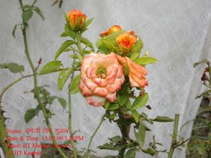 Pich english rose.jpg