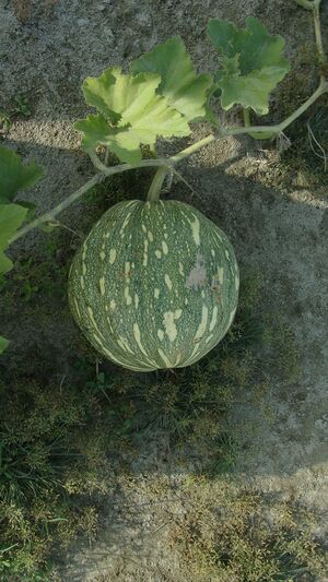 Pumpkin1.JPG