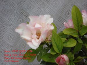 Pink english rose.jpg