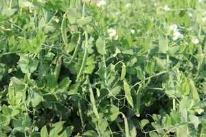 Pea crop(2).jpg