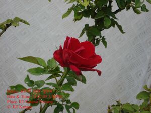 Red english rose.jpg