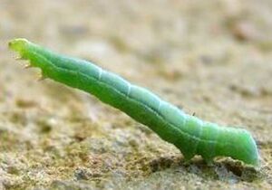 Green horned caterpillar.jpg