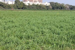 Pea crop(1).jpg