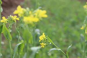 Mustard flower(1).jpg