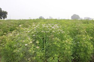 Coriander Plant.jpg