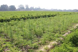 Fennel plant.jpg