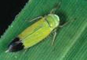 Green leaf hopper.jpg