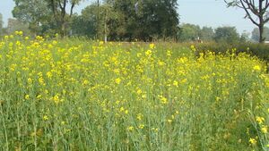 Mustard field.JPG