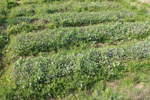 Cauliflower nursery.jpg