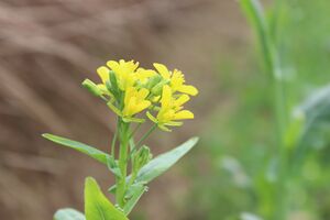 Mustard flower.jpg