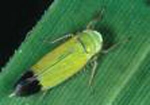 White backed plant hopper.jpg