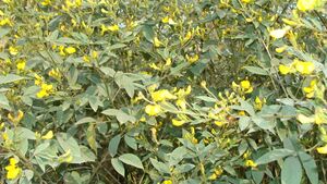 Pigeon pea.JPG