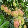 Litchi ripe.jpg